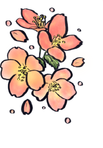『桜・sakura』フリー素材　フライヤー用イラストPNG