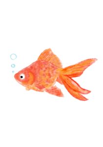 『金魚・goldfish』フリー素材　フライヤー用イラスト　illustration