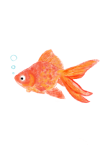 『金魚・goldfish』フリー素材　フライヤー用イラスト　PNG画像　illustration