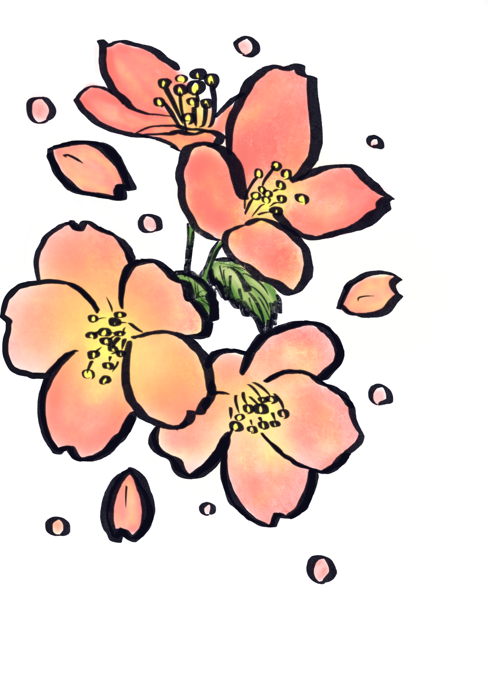 『桜・sakura』フリー素材　フライヤー用イラストPNG