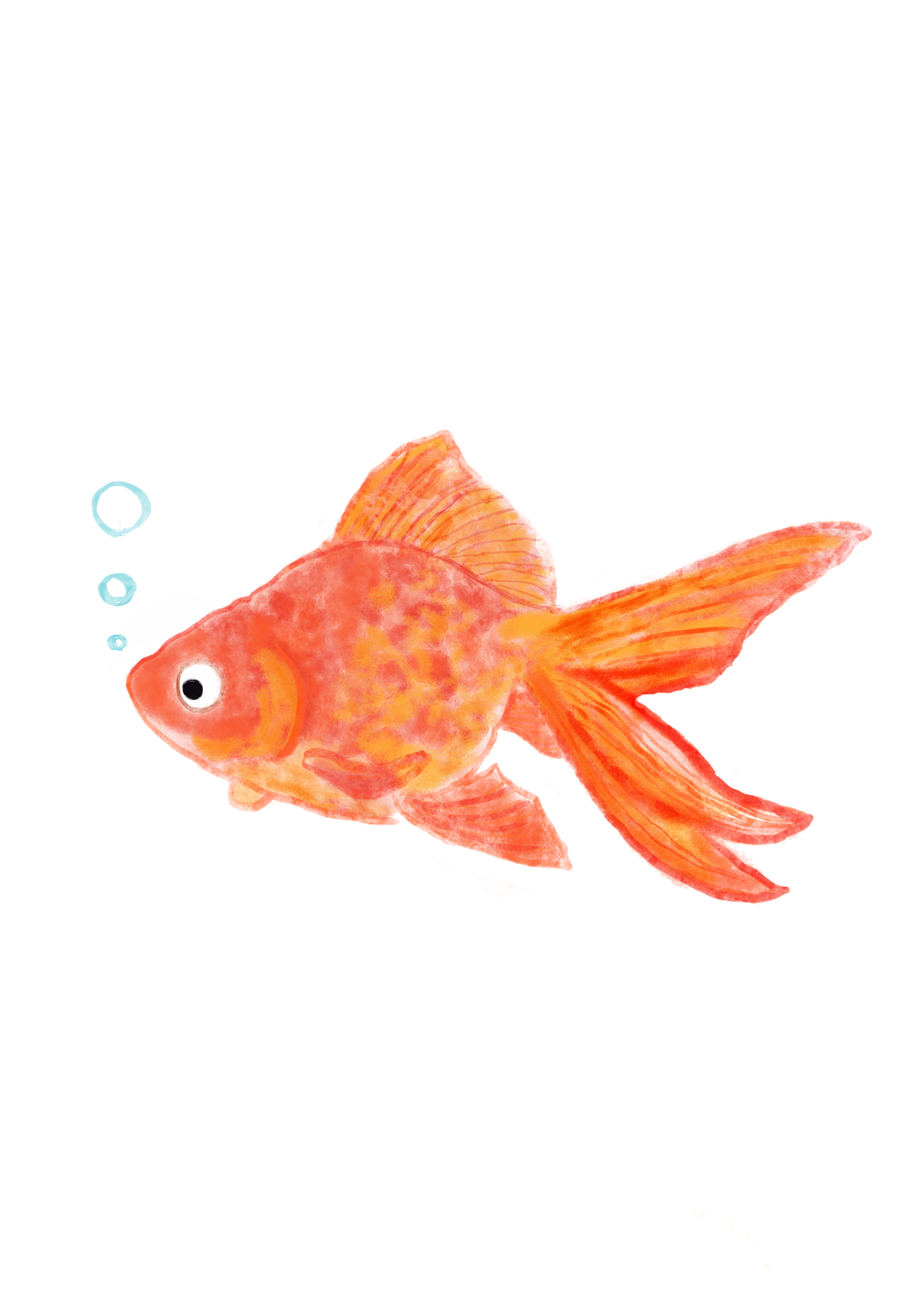 『金魚・goldfish』フリー素材　フライヤー用イラスト　PNG画像　illustration