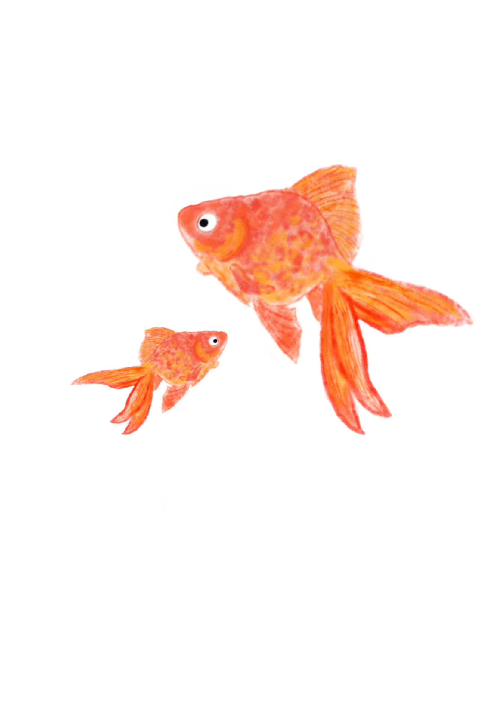 『金魚・親子金魚・goldfish』フリー素材　フライヤー用イラスト　PNG