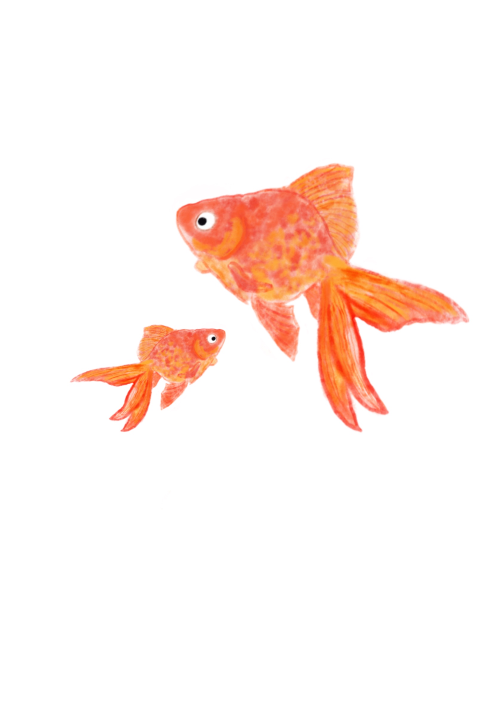 『金魚・親子金魚・goldfish』フリー素材　フライヤー用イラスト　illustration